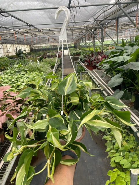 Philodendron 'Silver Stripe', additional product view 2