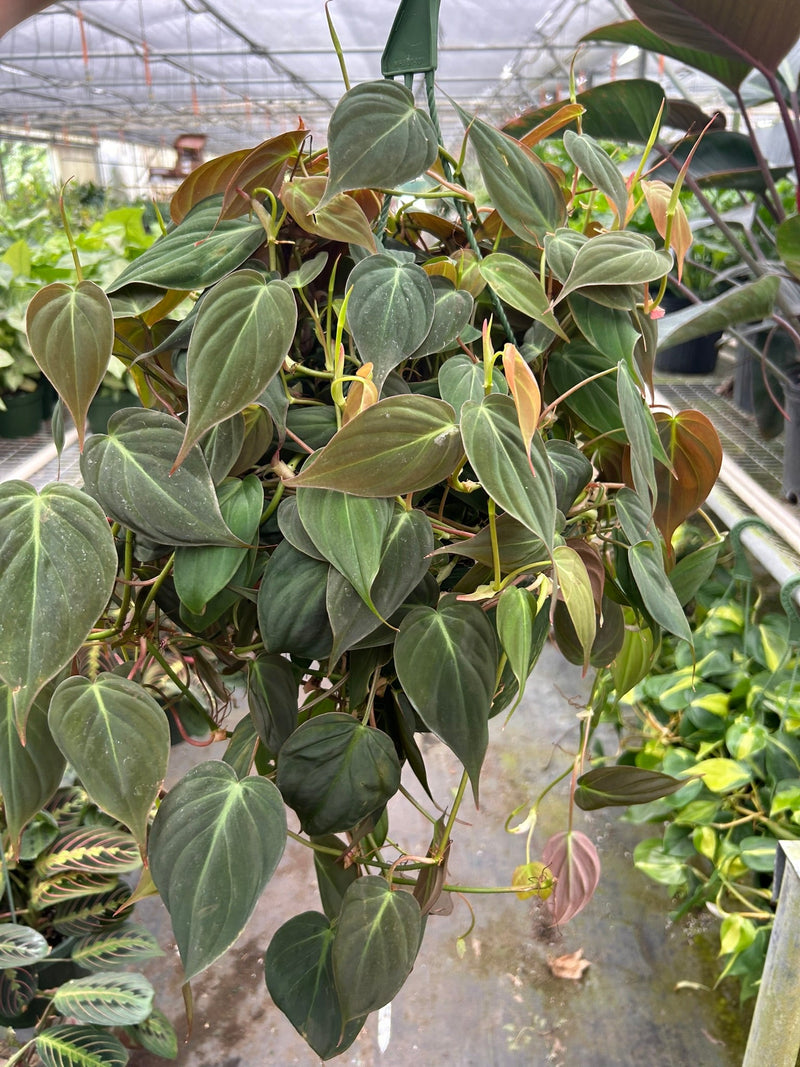 Load image into Gallery viewer, Philodendron 'Velvet'

