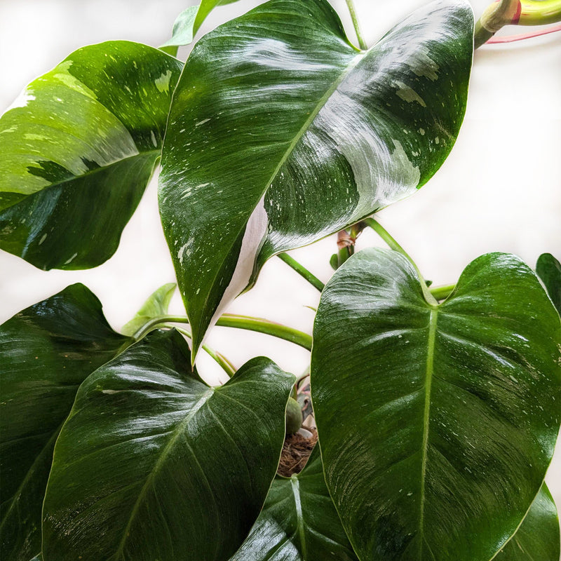 Load image into Gallery viewer, Philodendron 'White Princess'
