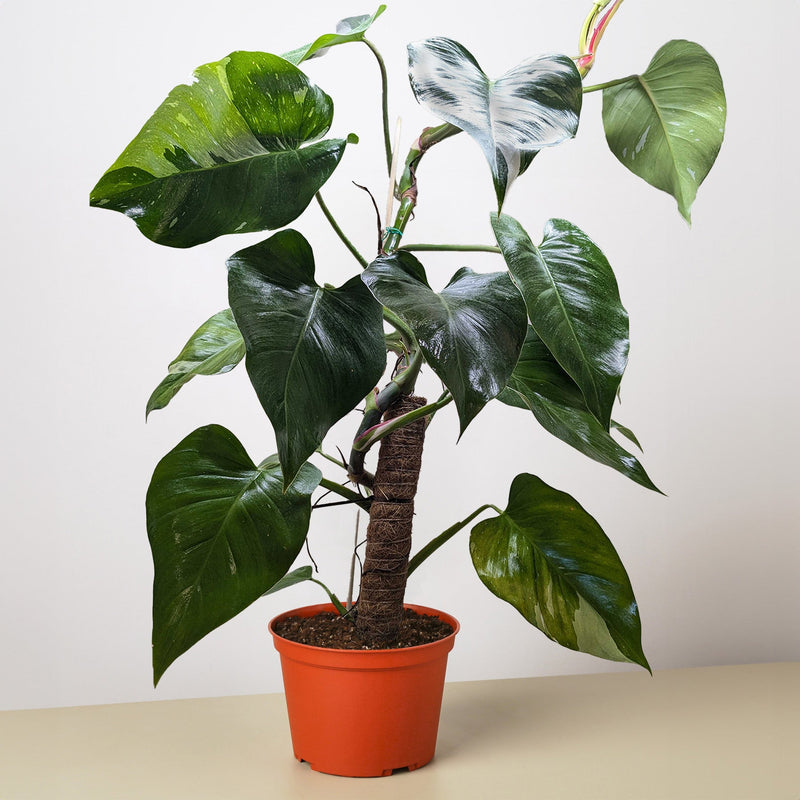 Load image into Gallery viewer, Philodendron 'White Princess'
