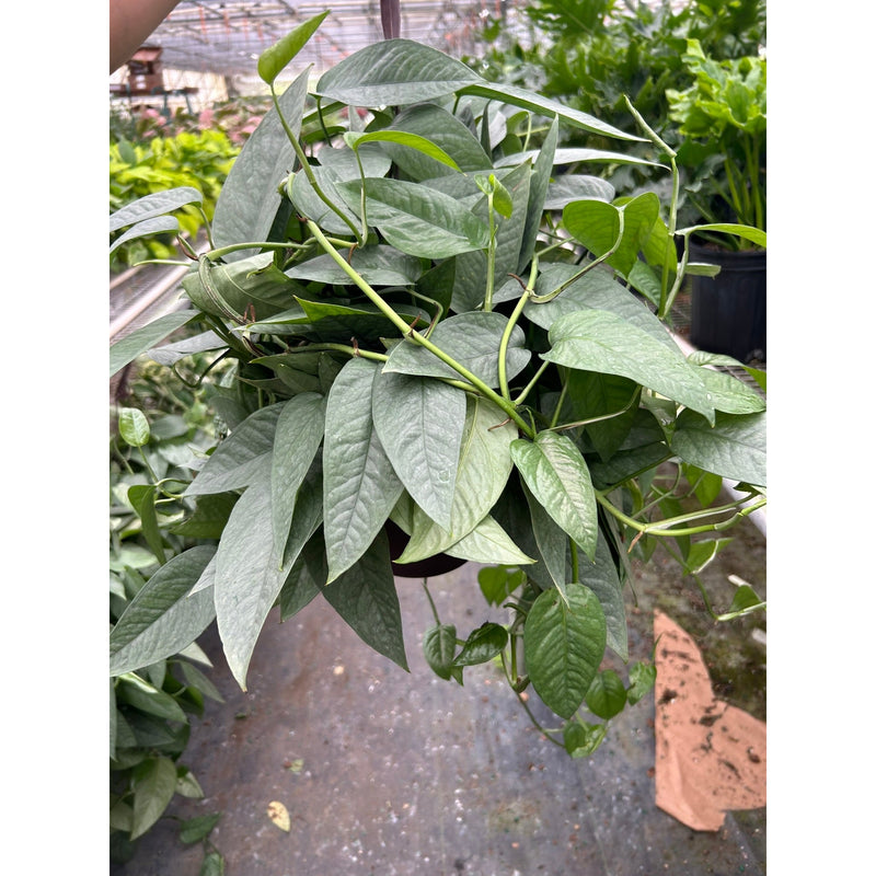 Load image into Gallery viewer, Pothos 'Cebu Blue'
