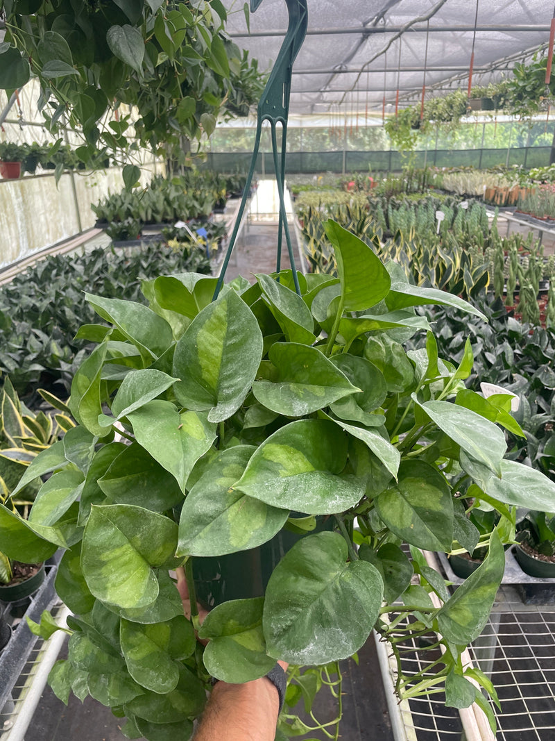 Load image into Gallery viewer, Pothos Global Green
