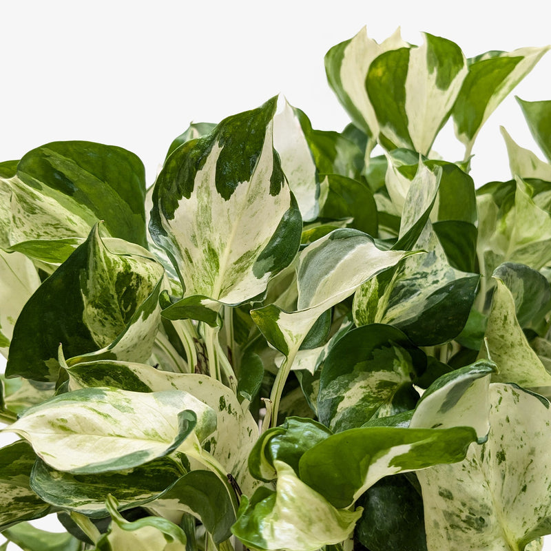 Load image into Gallery viewer, Pothos 'Manjula'
