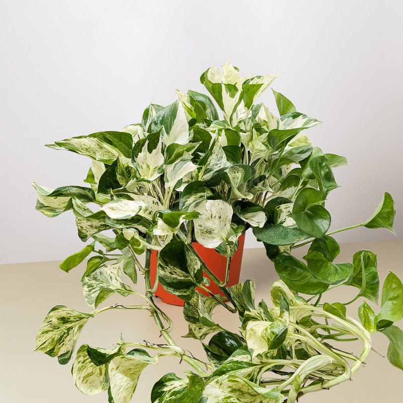 Load image into Gallery viewer, Pothos 'Manjula'
