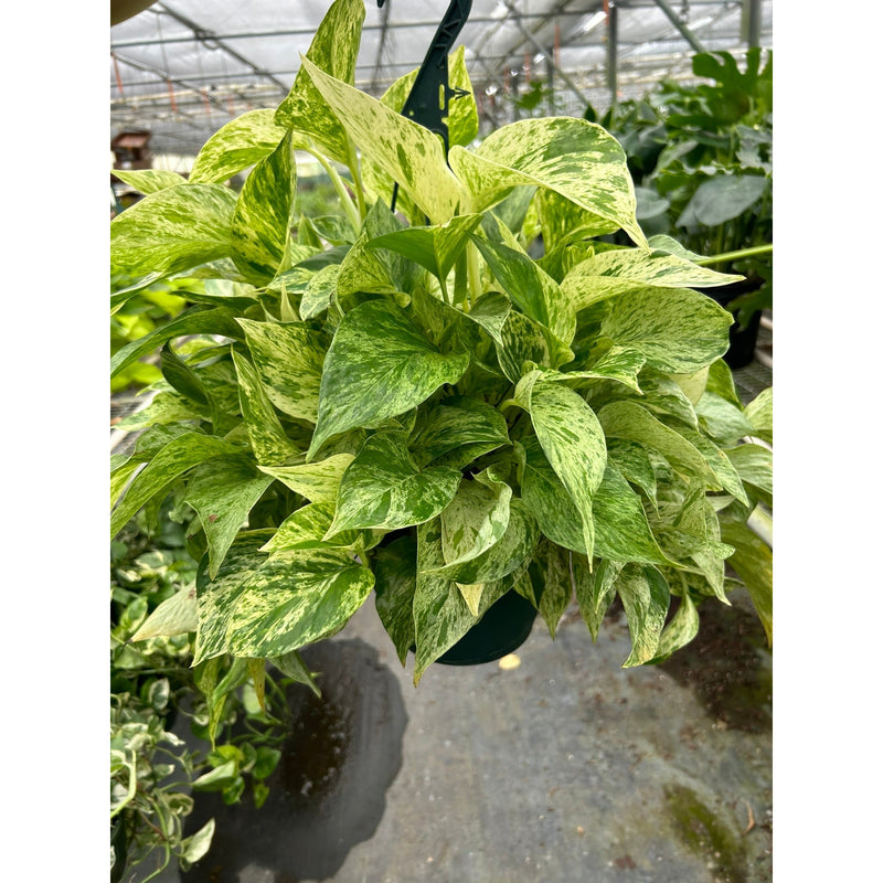 Load image into Gallery viewer, Pothos 'Marble Queen'
