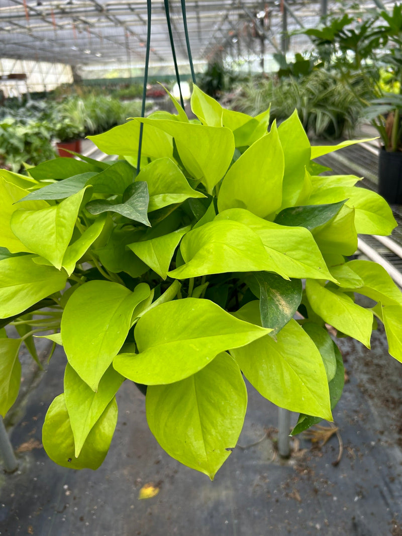 Load image into Gallery viewer, Pothos 'Neon'

