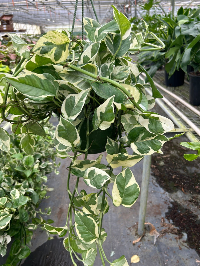 Load image into Gallery viewer, Pothos 'N'joy'
