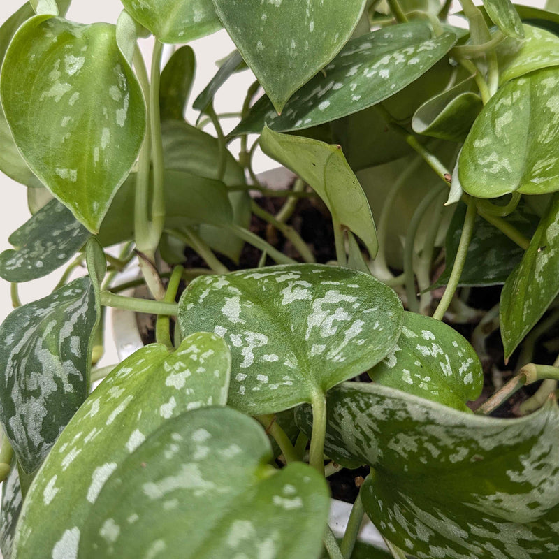 Load image into Gallery viewer, Pothos 'Satin'
