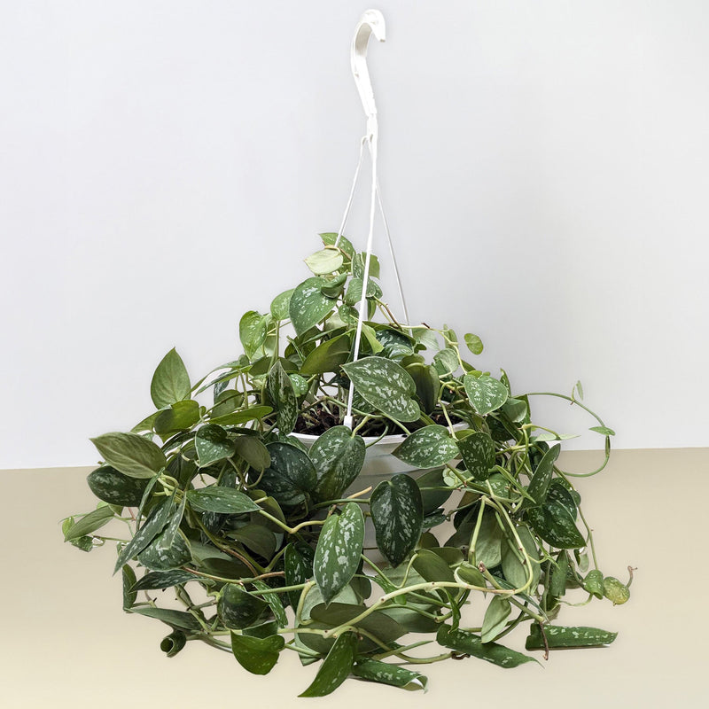 Load image into Gallery viewer, Pothos 'Satin'
