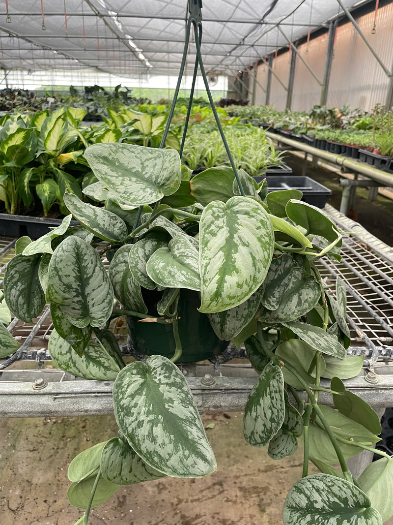 Load image into Gallery viewer, Pothos 'Silver Splash'
