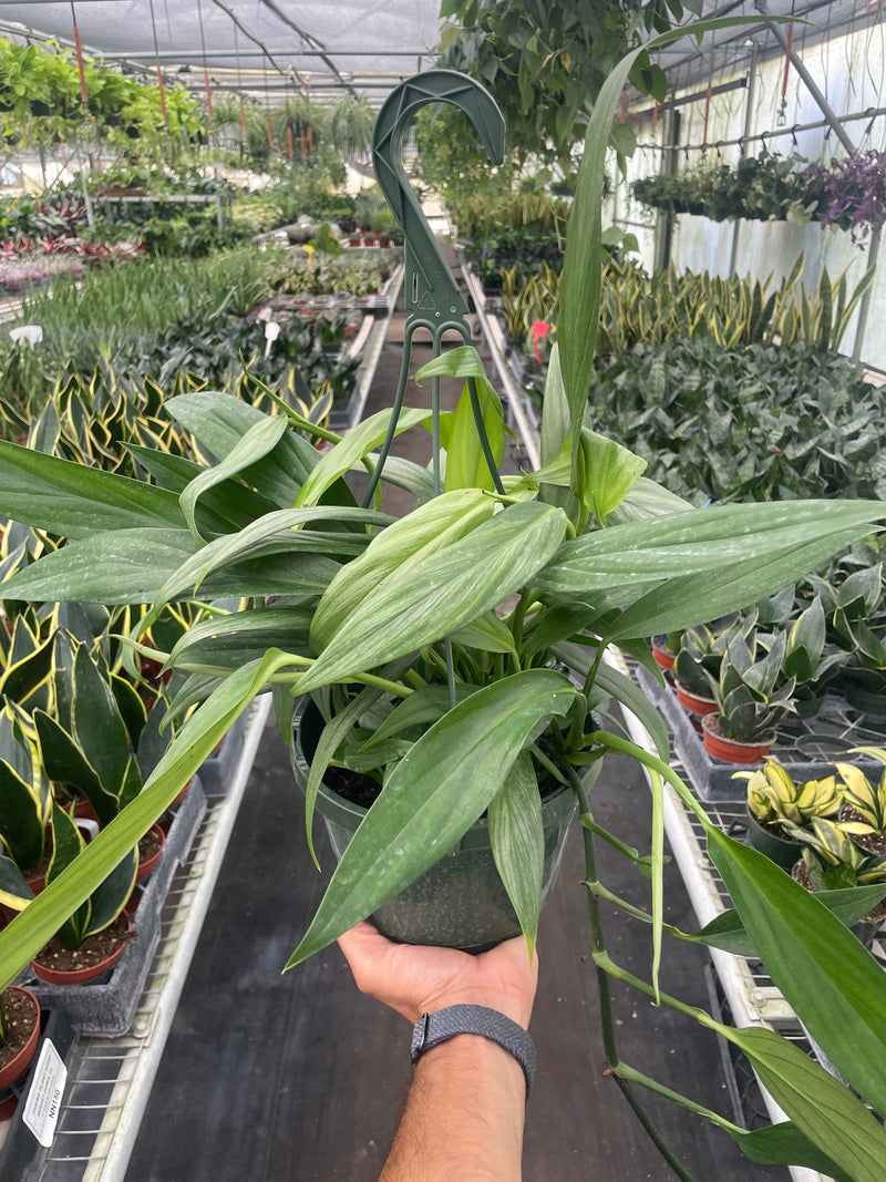 Load image into Gallery viewer, Pothos 'Silver Streak'
