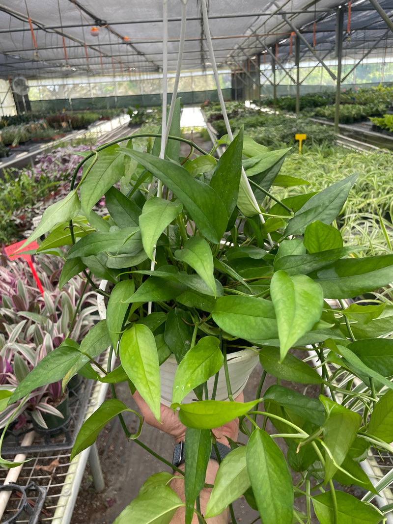 Load image into Gallery viewer, Pothos 'Skeleton Key'
