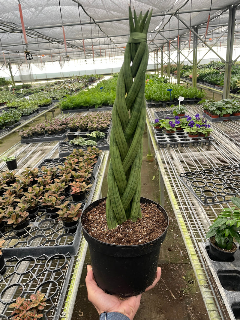 Load image into Gallery viewer, Snake Plant 'Braided'
