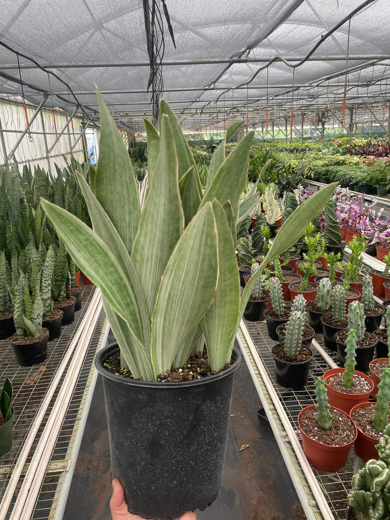 Load image into Gallery viewer, Snake Plant 'Sayuri'
