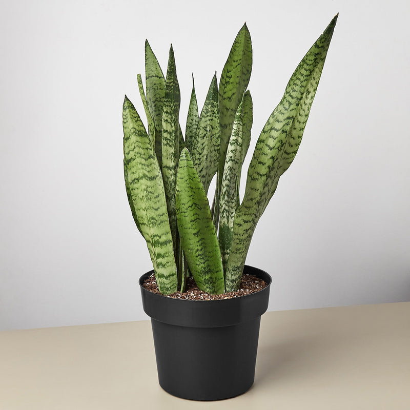 Load image into Gallery viewer, Snake Plant 'Zeylanica'
