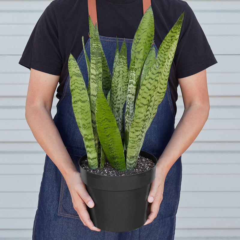 Load image into Gallery viewer, Snake Plant 'Zeylanica'
