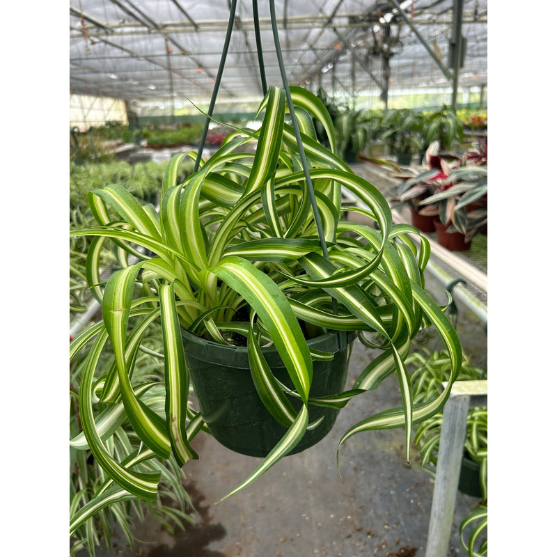 Load image into Gallery viewer, Spider Plant 'Bonnie'
