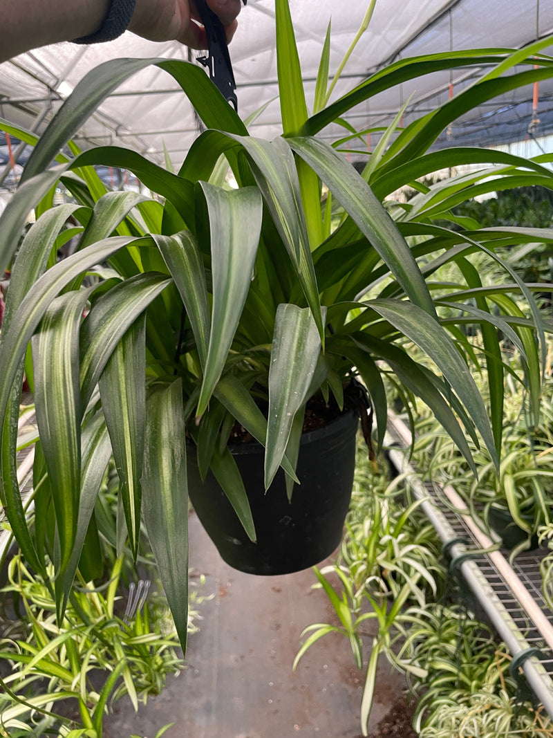 Load image into Gallery viewer, Spider Plant 'Hawaiian'
