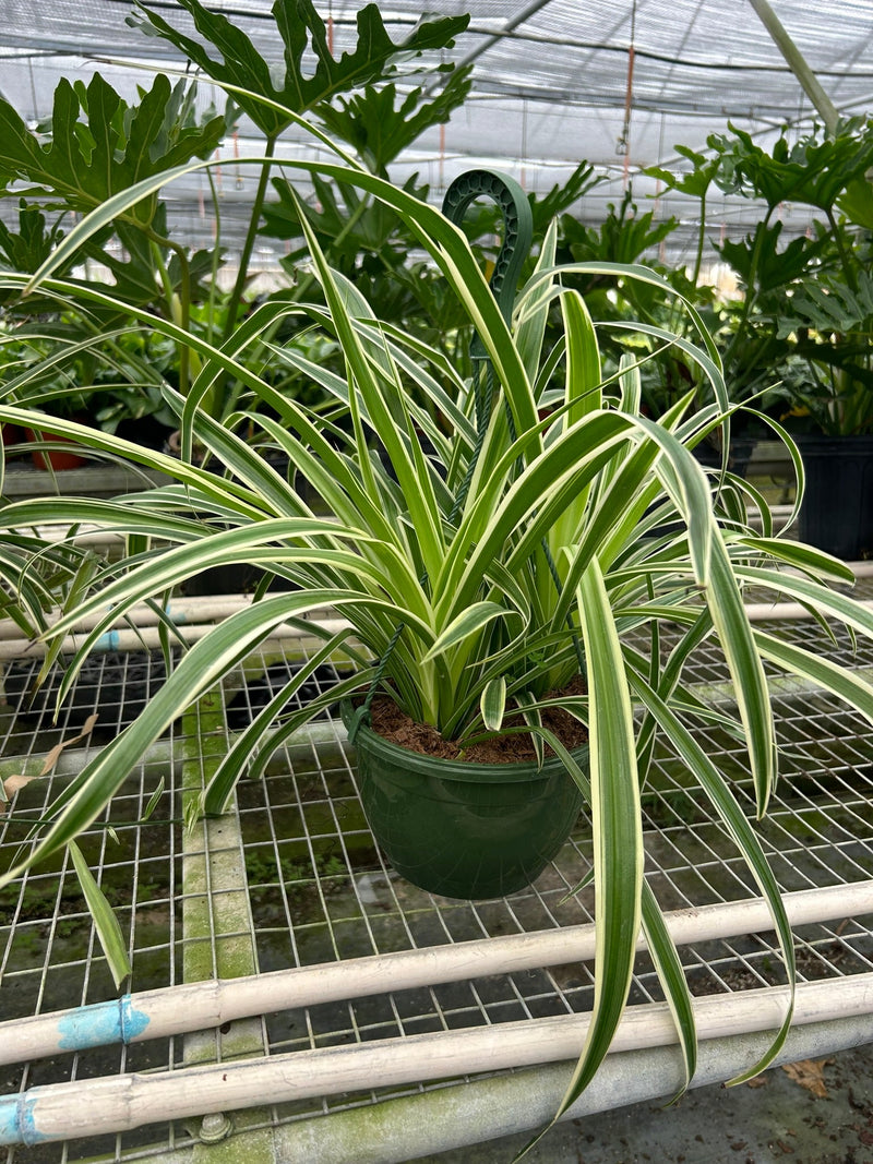Load image into Gallery viewer, Spider Plant 'Reverse'
