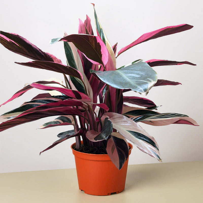 Load image into Gallery viewer, Stromanthe 'Triostar'
