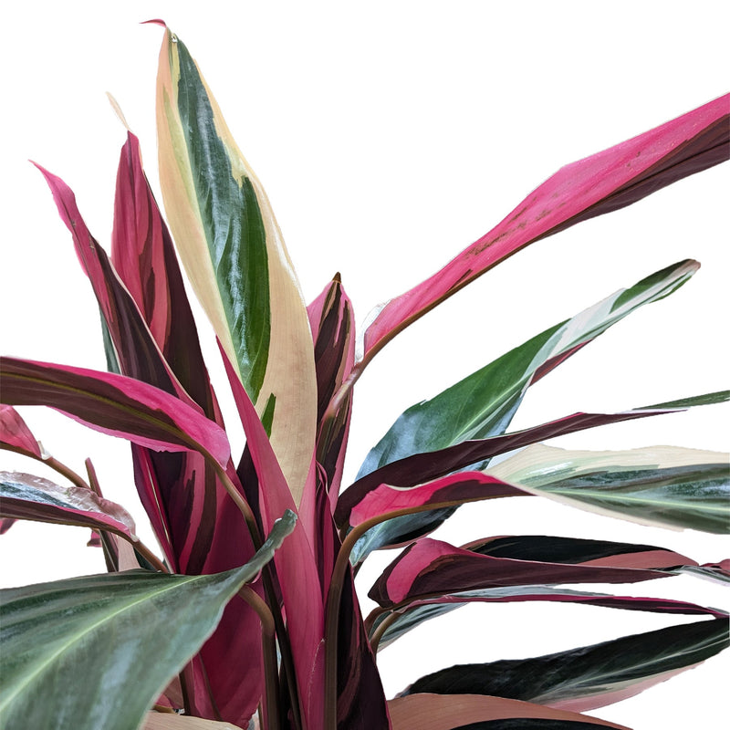 Load image into Gallery viewer, Stromanthe 'Triostar'
