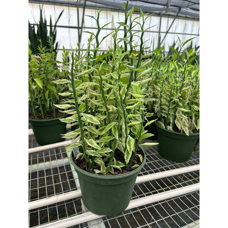 Load image into Gallery viewer, Variegated Devil's Backbone Euphorbia

