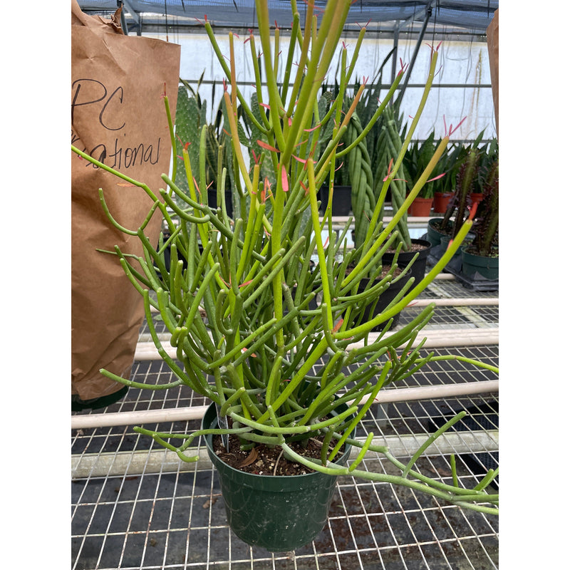 Load image into Gallery viewer, Euphorbia 'Pencil Cactus'

