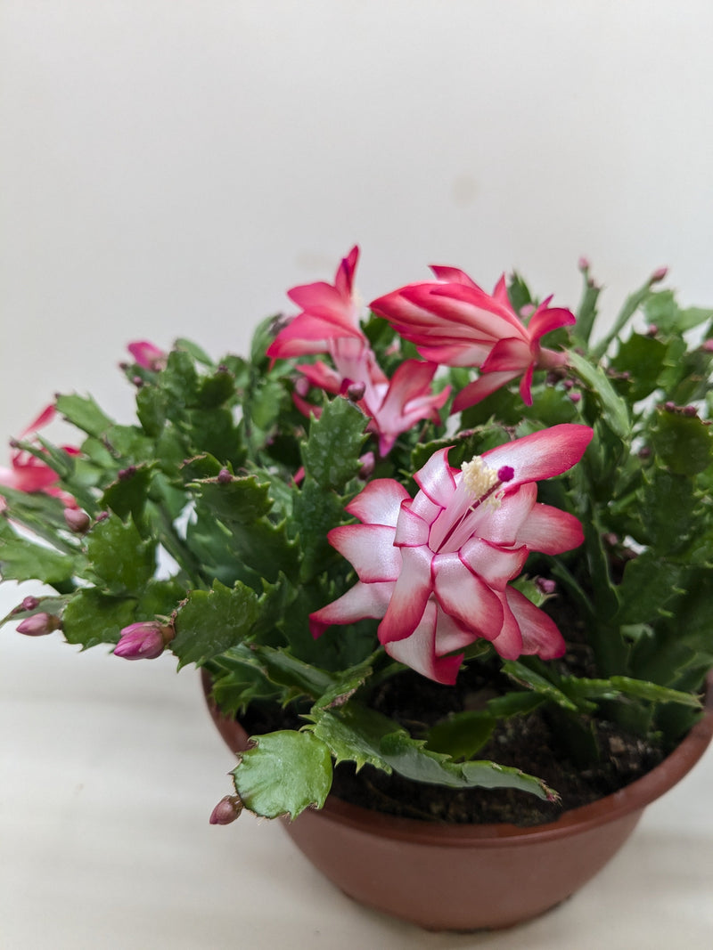 Load image into Gallery viewer, Zygocactus 'Christmas Cactus'
