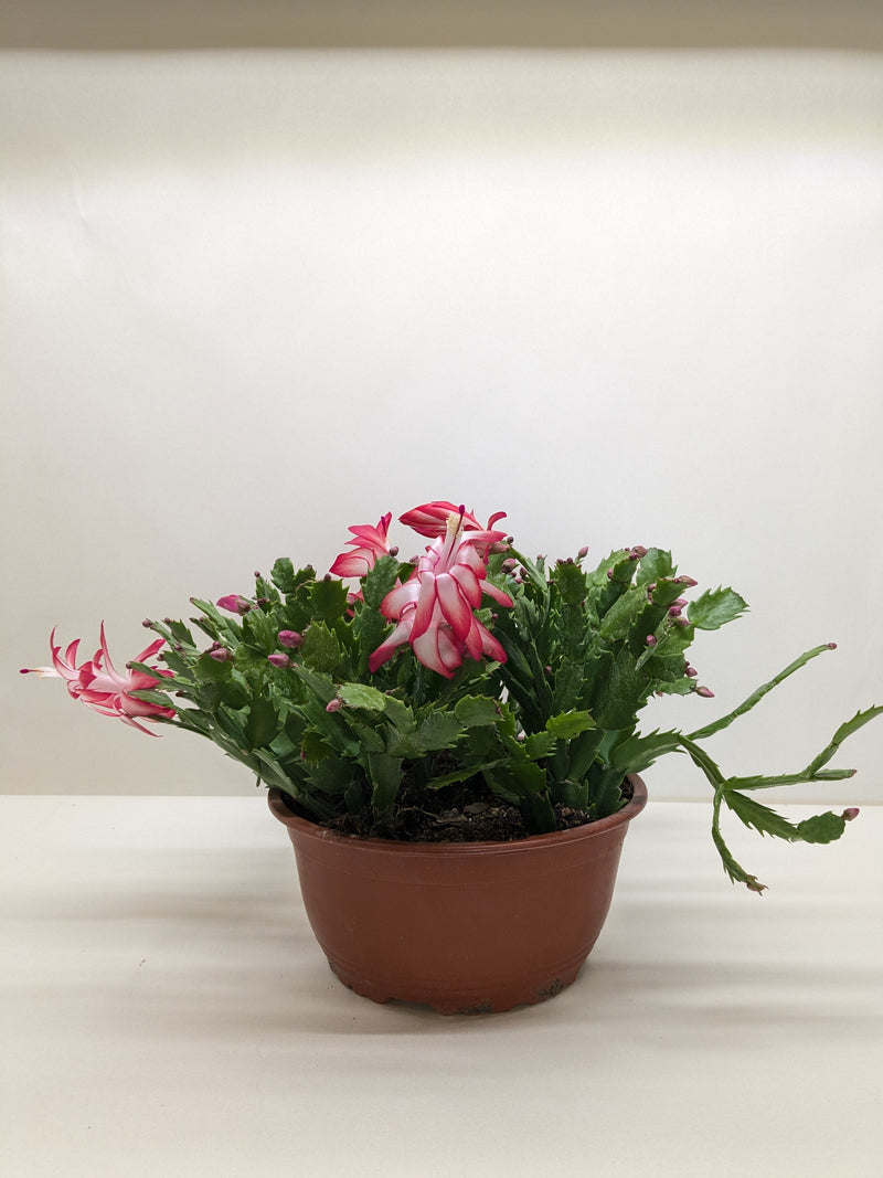 Load image into Gallery viewer, Zygocactus 'Christmas Cactus'
