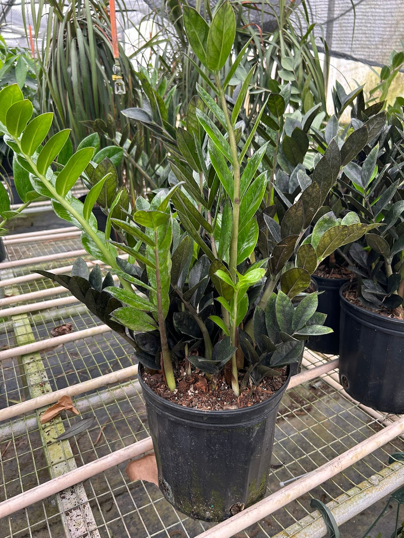 Load image into Gallery viewer, ZZ Zamioculcas 'Black Queen'
