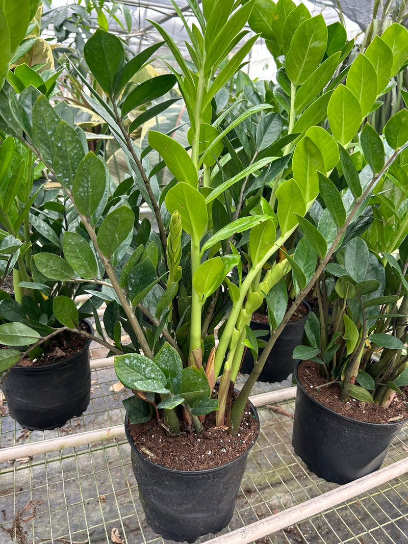 Load image into Gallery viewer, Zamioculcas Zamiifolia 'ZZ'
