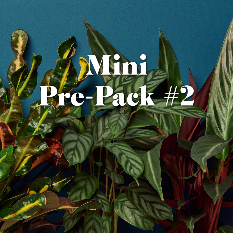 Load image into Gallery viewer, Plant Paradise Large Bundle
