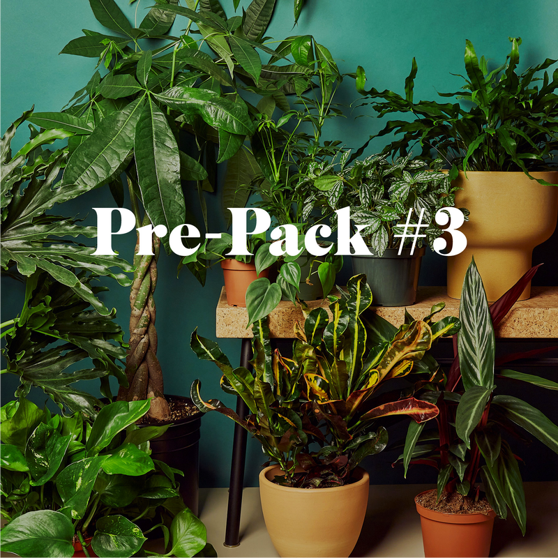 Load image into Gallery viewer, Plant Paradise Extra Large Bundle

