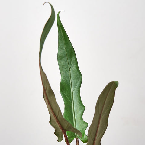 Alocasia 'Purple Sword', additional product view 2