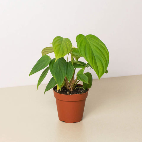 Philodendron Fuzzy Petiole