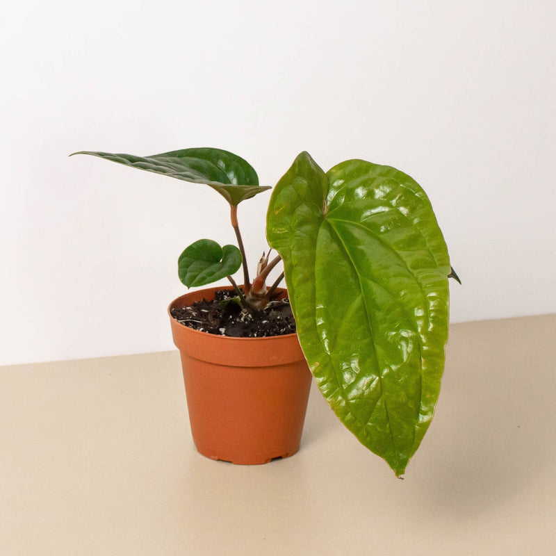 Load image into Gallery viewer, Anthurium 'Radicans x Luxurians'
