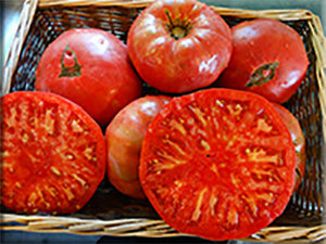 Organic Weisnicht Tomato seeds package, GrowTime Garden Supply