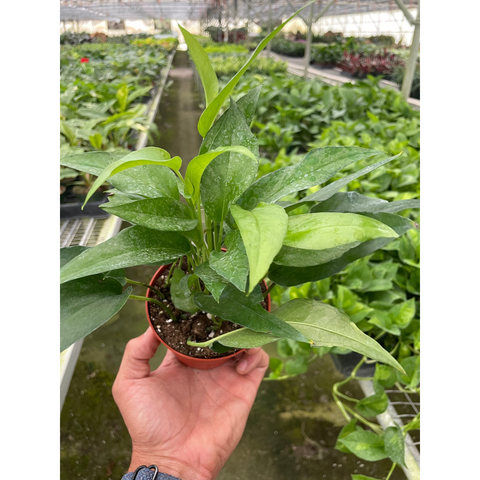 Pothos Skeleton Key