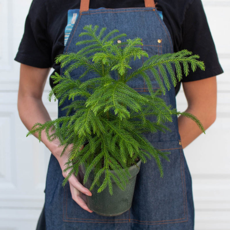 Load image into Gallery viewer, Norfolk 'Island Pine'
