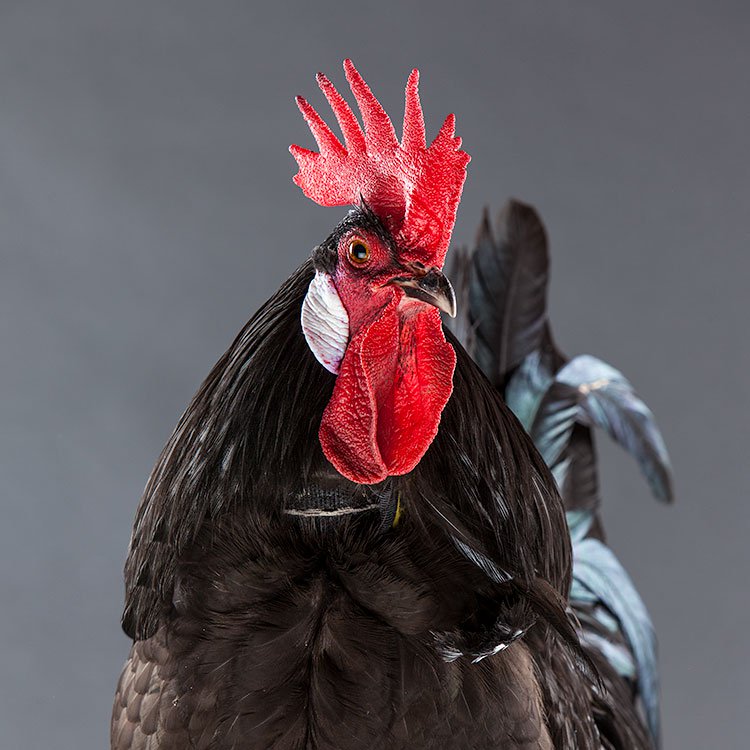 Load image into Gallery viewer, No-Crow Humane Rooster Collar shown in product view 1
