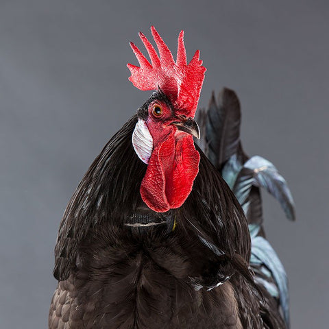 No-Crow Humane Rooster Collar shown in product view 1