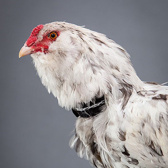 Load image into Gallery viewer, No-Crow Humane Rooster Collar shown in product view 3
