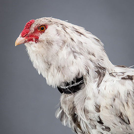 No-Crow Humane Rooster Collar shown in product view 3