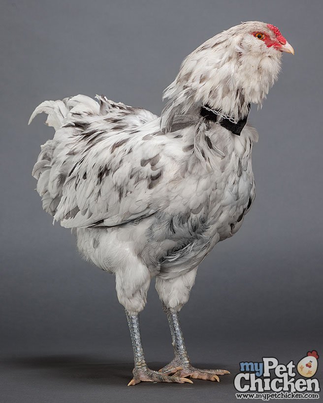 Load image into Gallery viewer, No-Crow Humane Rooster Collar shown in product view 4
