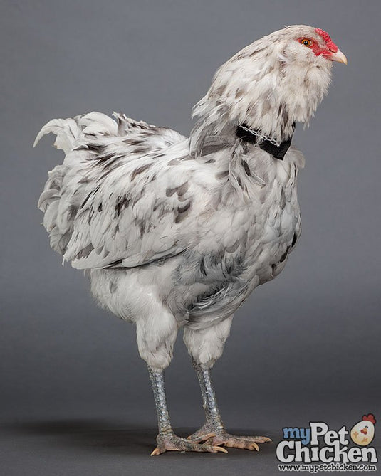 No-Crow Humane Rooster Collar shown in product view 4