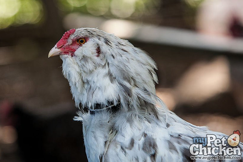 Load image into Gallery viewer, No-Crow Humane Rooster Collar shown in product view 5
