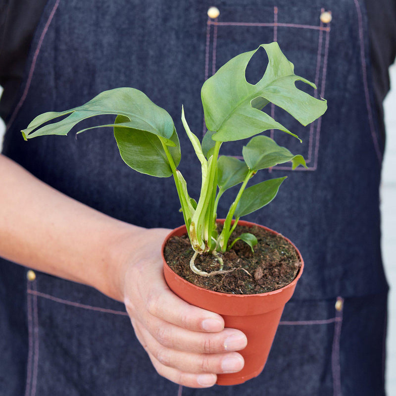 Load image into Gallery viewer, Philodendron Mini Monstera Minima

