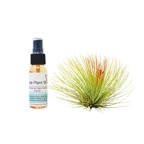 Adreana air plant with fertilizer