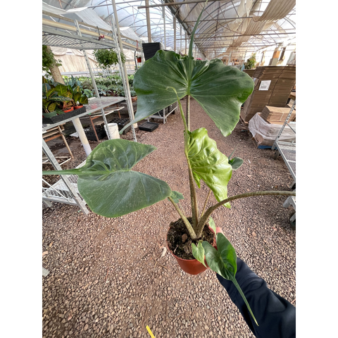 Alocasia Macrorrhizos Stingray