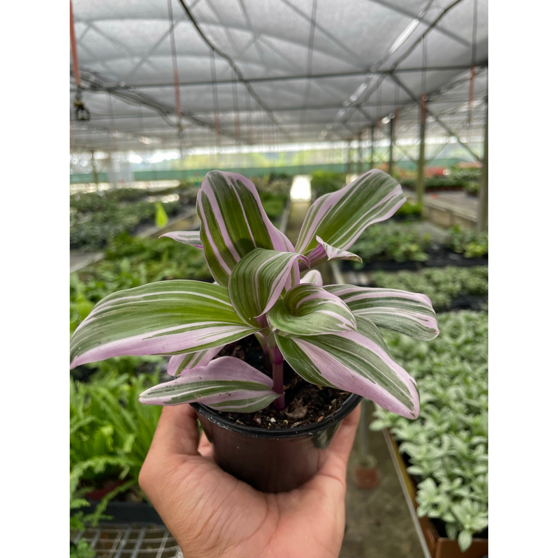 Load image into Gallery viewer, Tradescantia 'Nanouk'
